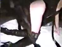 Black dog with huge cock got blowjob from blonde